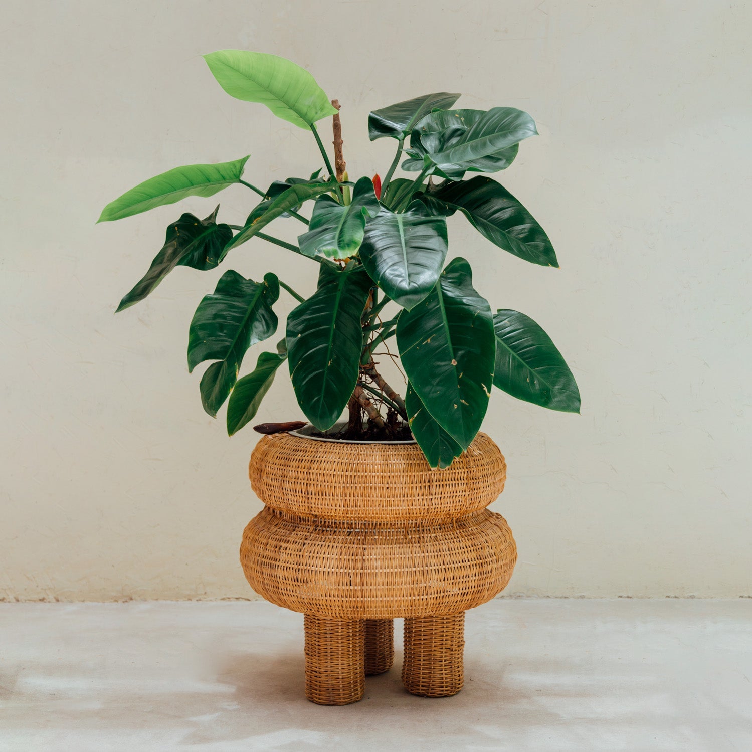 Grecia planter 50 cm