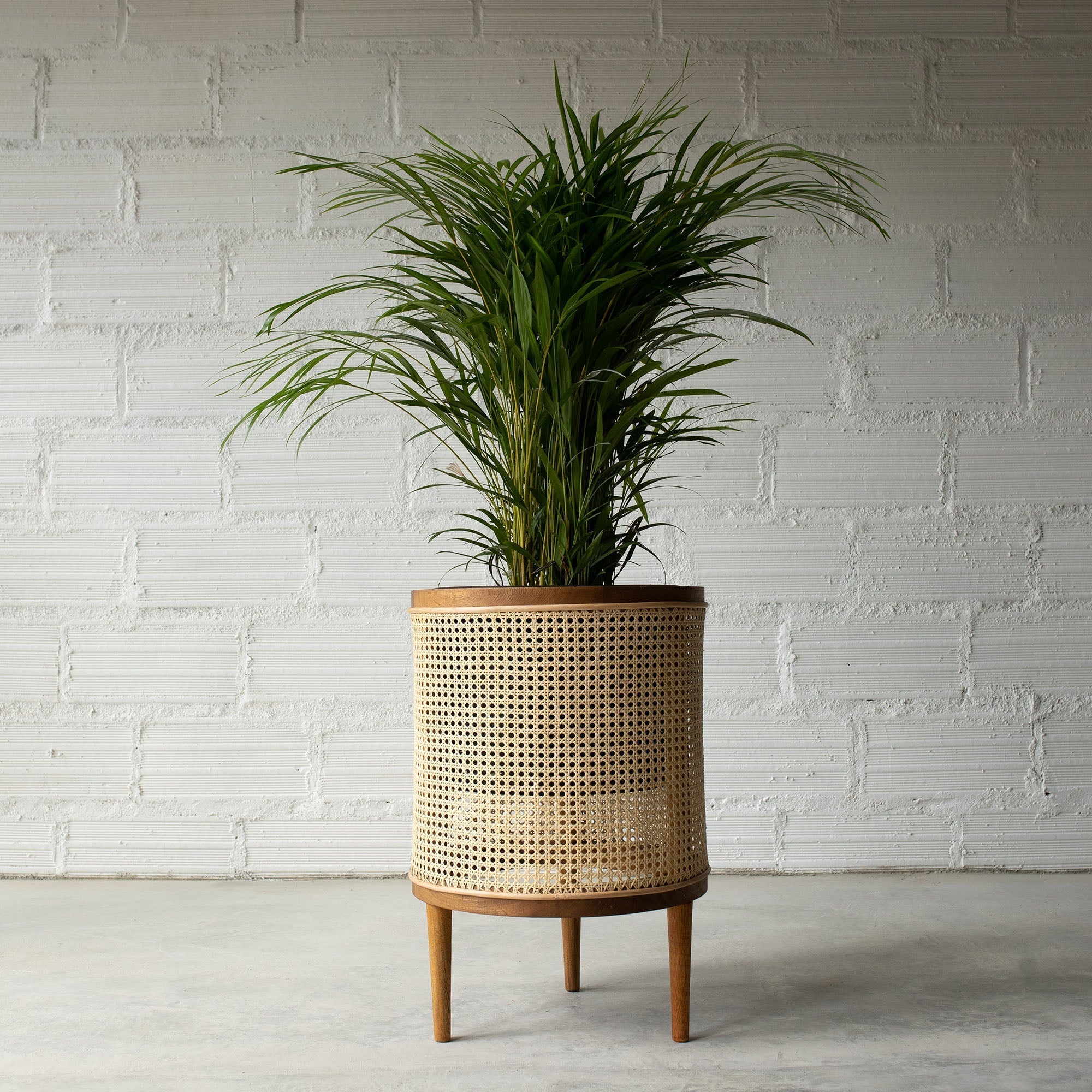 Galatea planter 50 cm