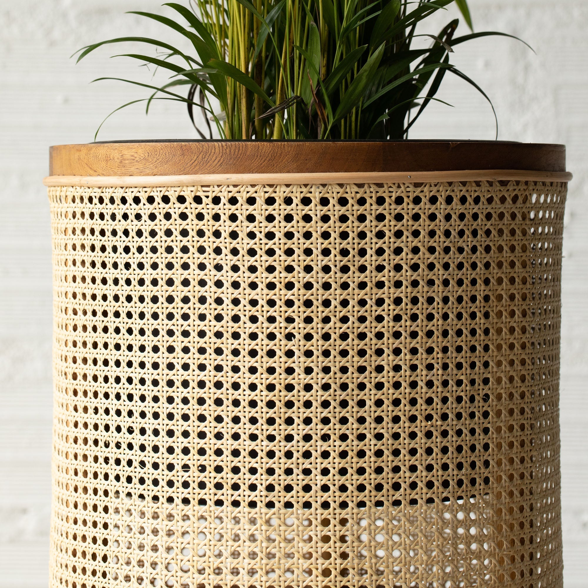 Galatea planter 50 cm