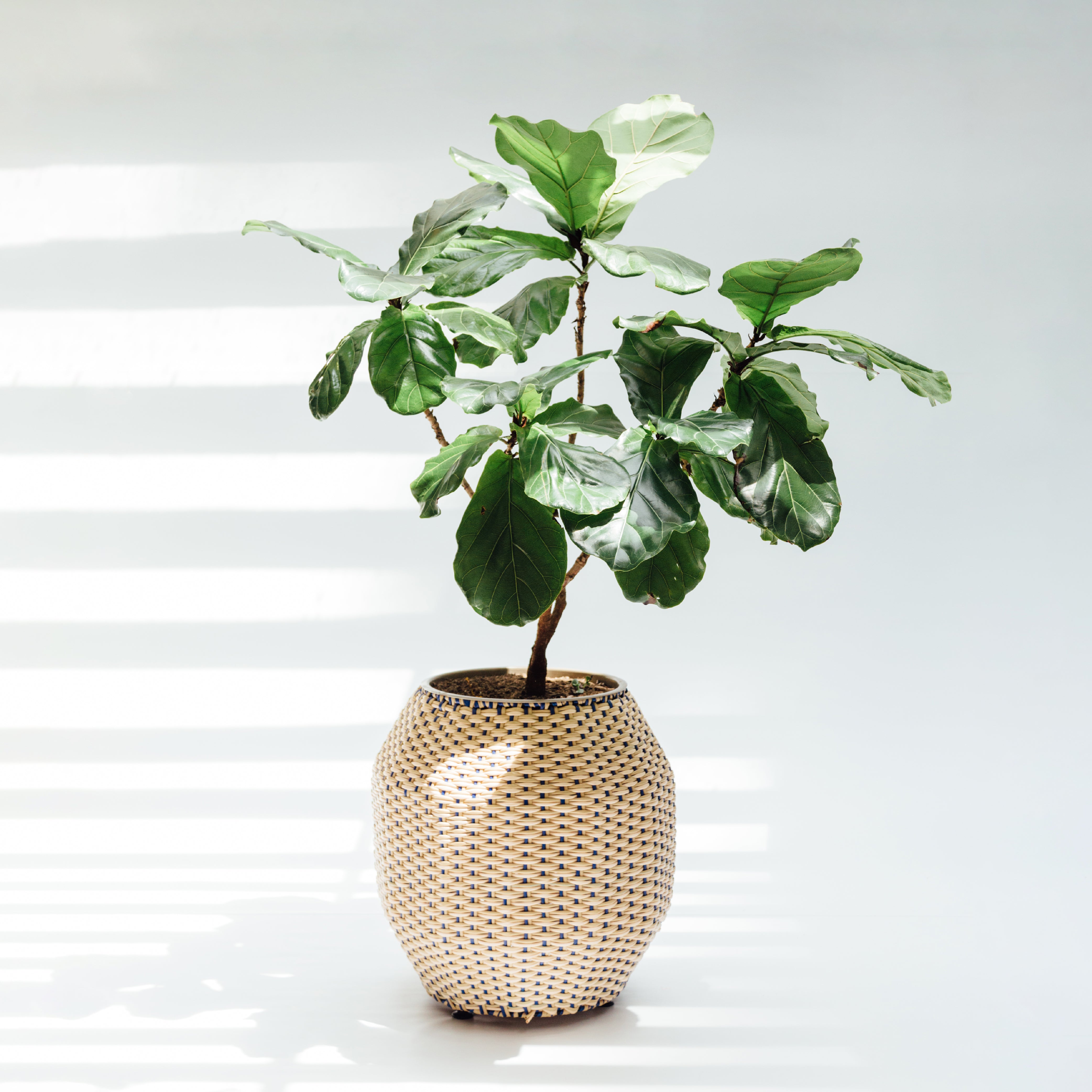 Caribe planter 50 cm