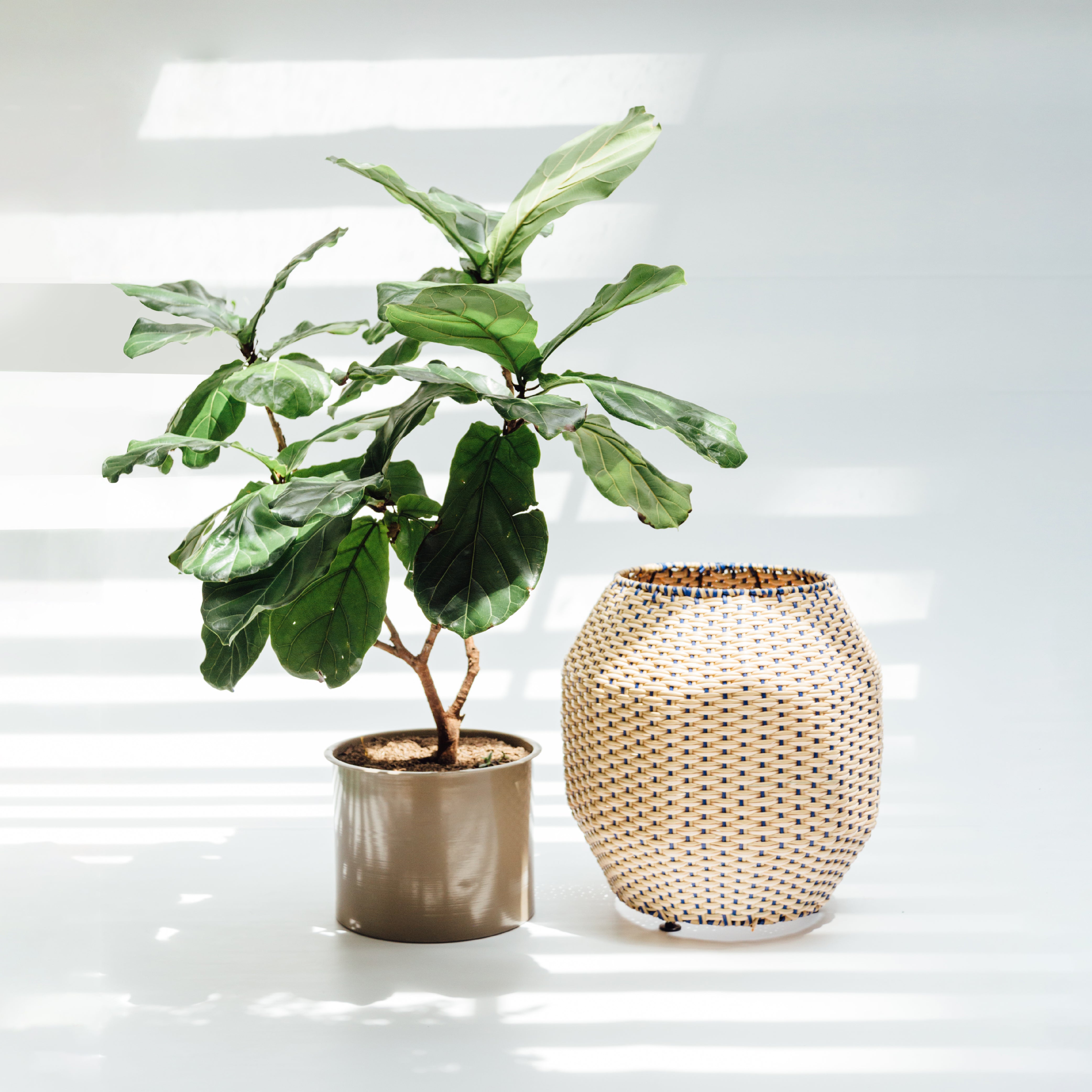 Caribe planter 50 cm