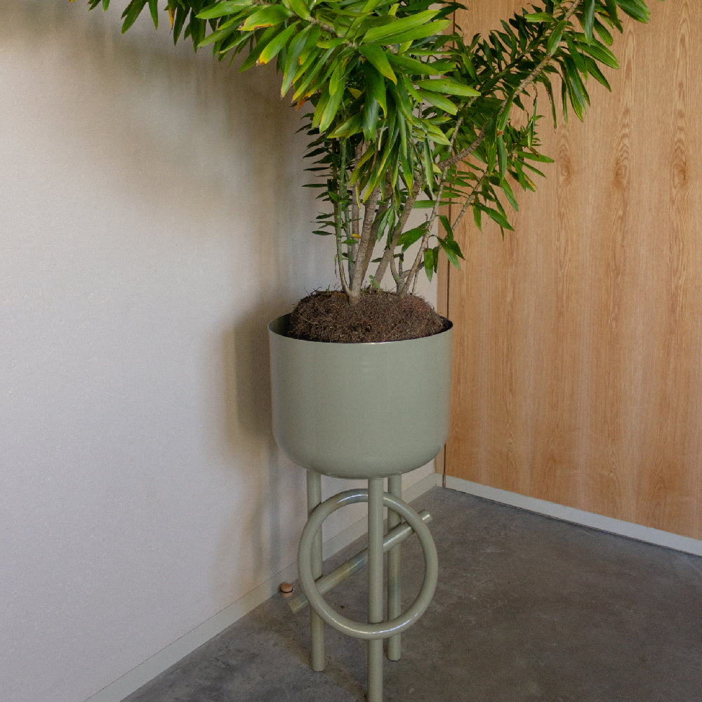 Jacinta planter 60 cm