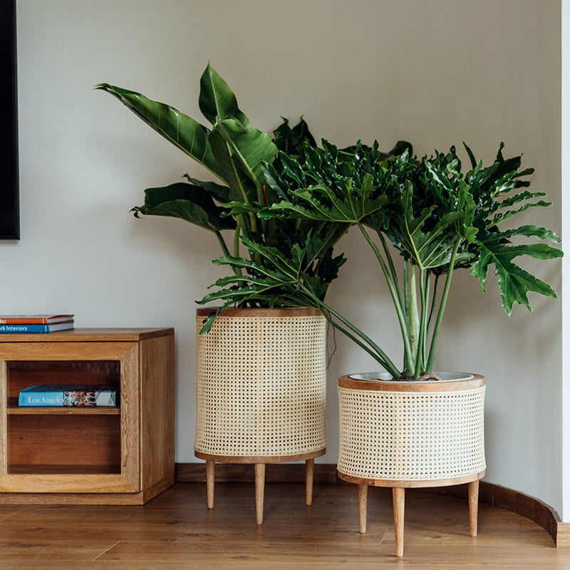 Galatea planter 50 cm
