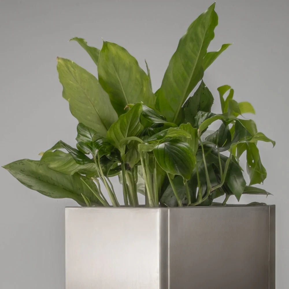 Celtis floor planter