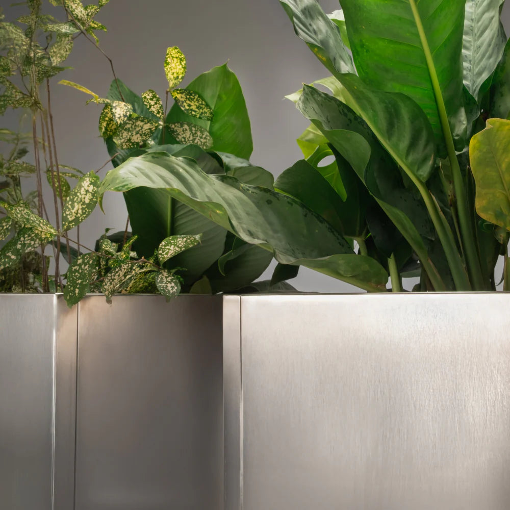 Celtis floor planter