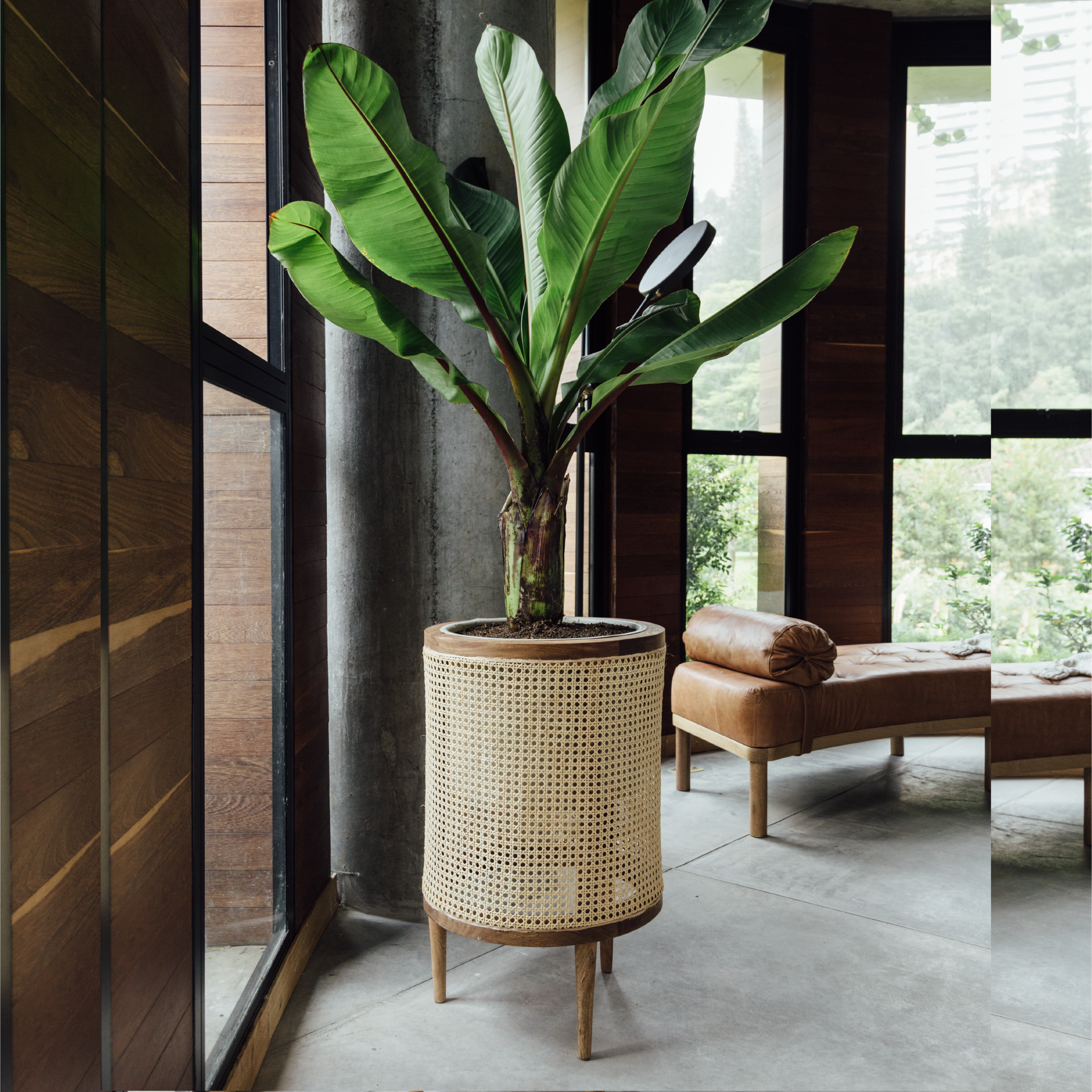 Galatea planter 50 cm