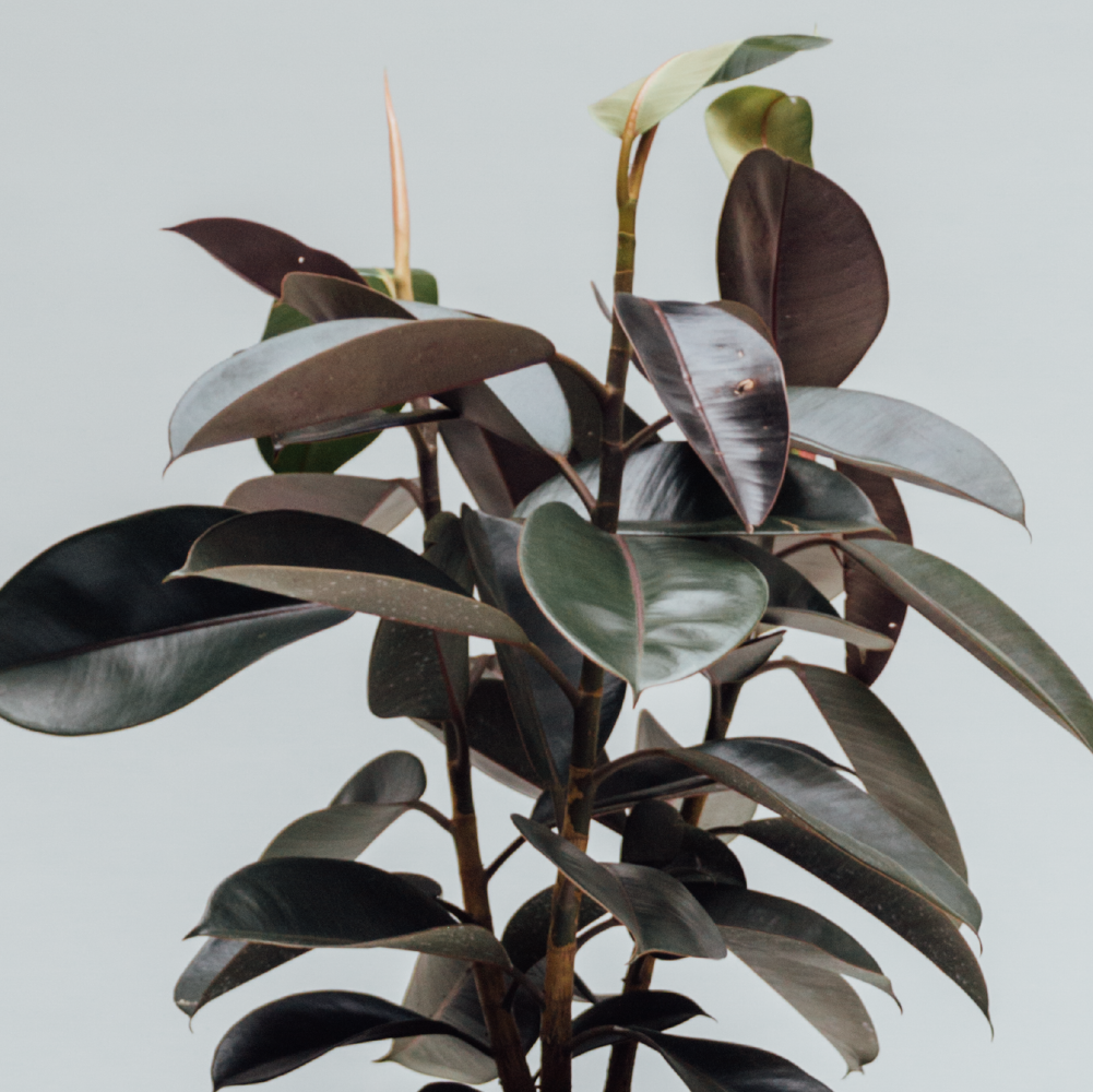 Gemini planter