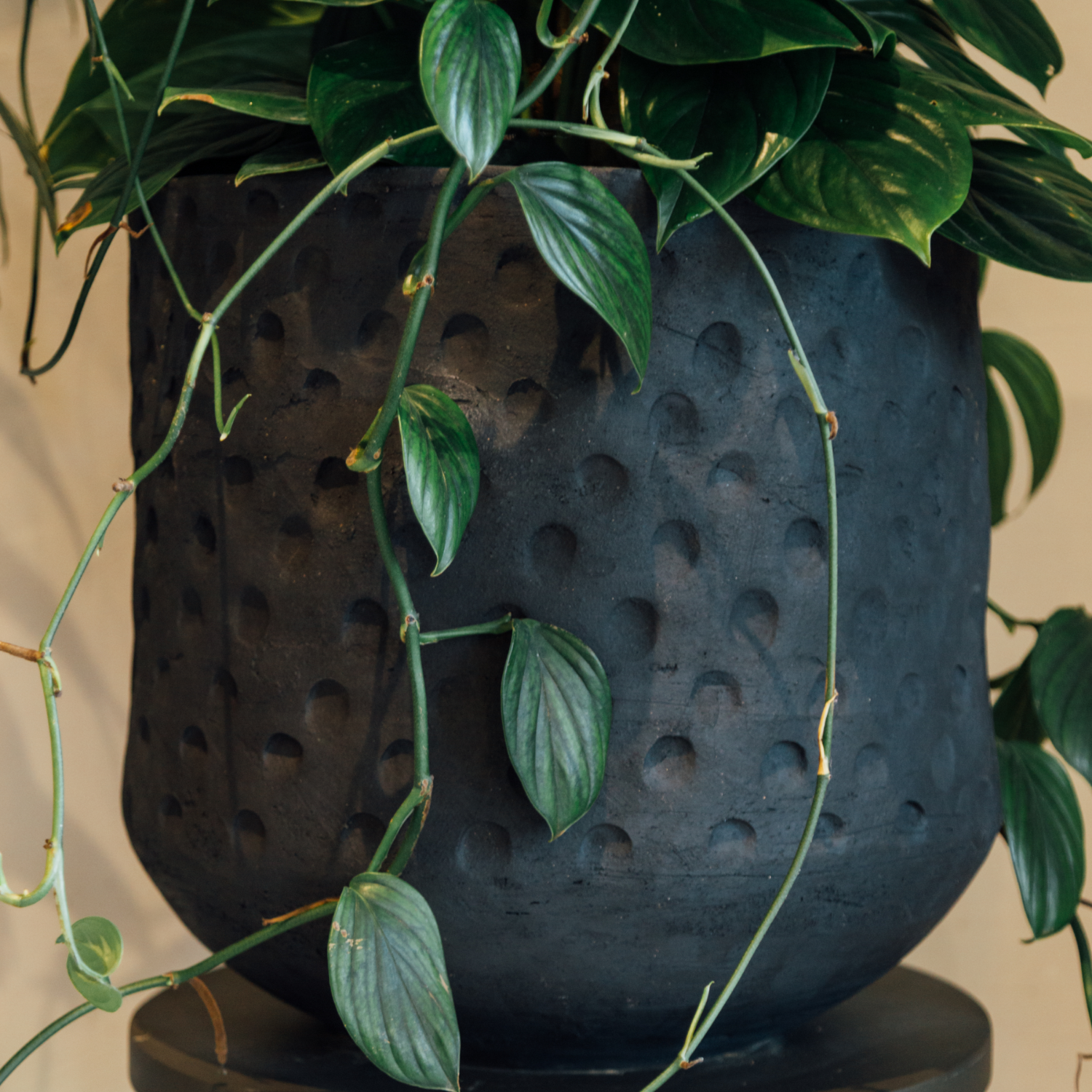 Small monte planter