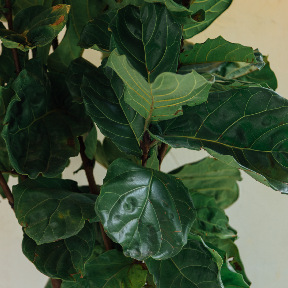 Portugal planter